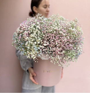Gypsophila v krabici #2