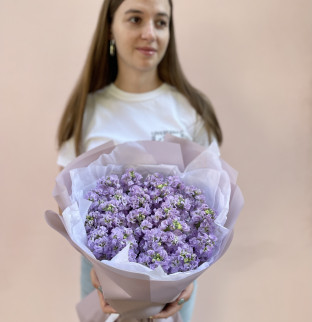 Levandulová matthiola