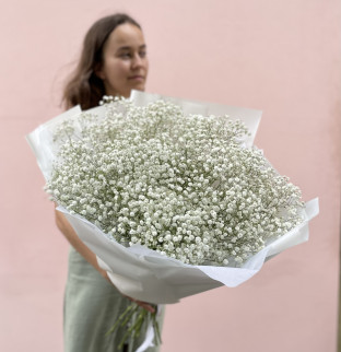 Gypsophila White - M